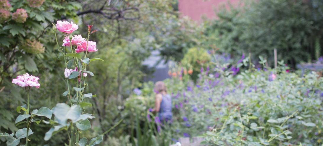 Rosa rosor i skarp fokus i en lummig trädgård med en suddig person i bakgrunden.
